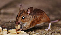organic-and-eco-friendly-pest-solutions Experts in Whitesprings
